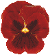 Amor-perfeito, Pansies, Vermelho