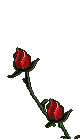 Rosa Vermelhas Crescendo