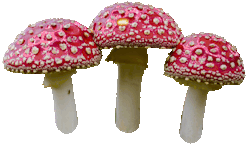 Cogumelo Amanita