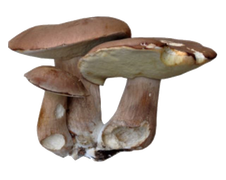 Cogumelo Marrom
