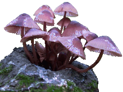 Cogumelo Roxo